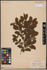 Foto von Salix aurita L.